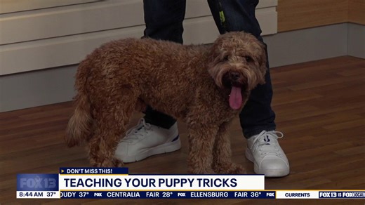 How to teach your puppy to do tricks