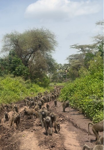 Exploring the Social Behavior of Baboons in Africa