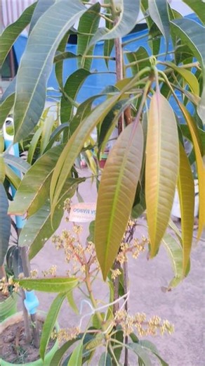 Alphanso mango plant me manzar aa gaya