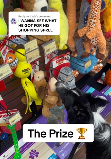 Training My Border Collie with the Internet's Help