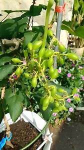 Tanam anggur tanpa lahan besar cukup di pot uk 25 bisa berbuah apalagi pot besar dan ini pemberian ga3 fase berry set anggur transfigurasi #fyp | Irfan Hafizhan