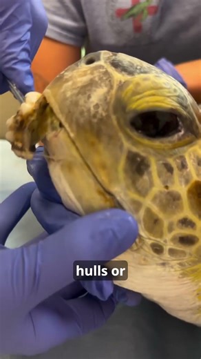 Do Barnacles Hurt Sea Turtles? #animals #wildlife #facts #wholesome #wildliferescue #turtle