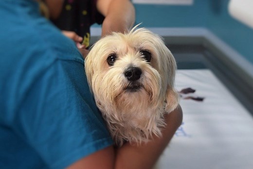 It Is NOT Safe to Give Your Dog Ibuprofen — Here's Why (Vet-Approved)