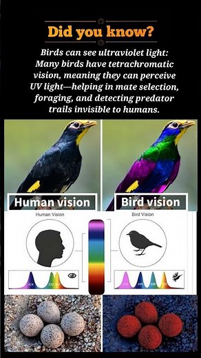 How Birds See the Invisible! 🐦 UV Vision Explained | Human vs Bird Vision