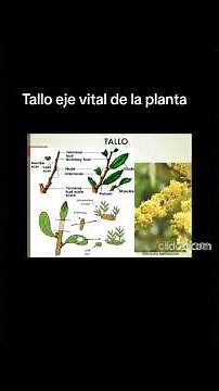 El tallo: soporte y vida de la planta