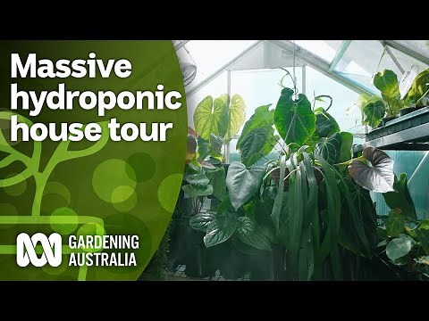 Touring a massive hydroponic aroid collection | Indoor Plants | Gardening Australia