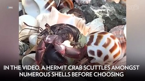 Revealing Video Captures Rare Moment Hermit Crab Changes Shells and Unveils Its Hidden Lower Body