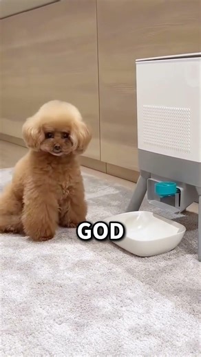 Puppy Gets Snacks Without the Owner 🐶🍪 #CleverPuppy #FunnyPetVideo