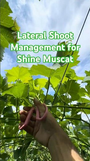 Lateral Shoot Management for Shine Muscat