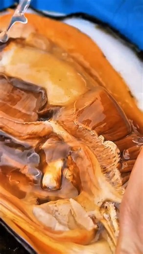 Pearl Hunter on Instagram: "Beautiful pearls grow in the belly of clams #viral #pearls #viral #foryou #reels #foryoupage #pearl #viralvideo #fypシ゚viral #intagram"