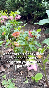 9.3K views · 55 reactions | COLOR FOR THE WINTER GARDENS - there’s no...