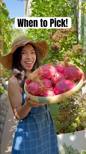 3 Easy Signs Your Dragon Fruit Is Ripe