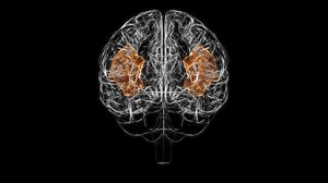 Brain angular gyrus Anatomy For Medical Concept 3D With loopable animation