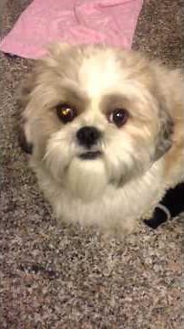 Shih tzu's crying