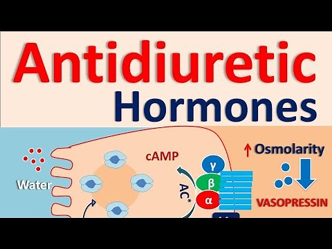 Antidiuretic hormones