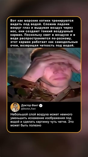 Вот как морские котики видят под водой