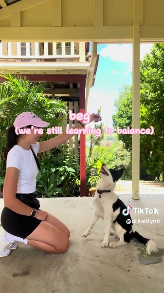 Border Collie Puppy Training Tricks: Teach Your Dog 100 Obedience Tricks