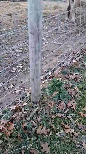 Hanging at my sister's farm | David Olsen