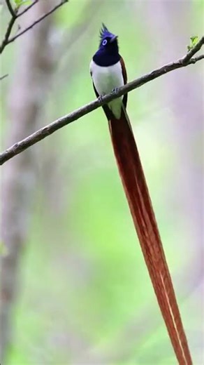 Encountering the breathtaking Japanese Paradise Flycatcher in its natural habitat 🌸