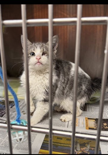 Meet my scrunchy new foster kitty 💕 Sweet boy was brought into the shelter as a stray with an upper respiratory infection, a missing eye, and a lame front leg. We’re not entirely sure what’s going on, but we’re going to do everything to get him the help he needs. We have a vet appointment for him today where we’re hoping to get more answers! If you would like to donate towards his care, any amount is greatly appreciated. You can do so at the link in bio! As always, thank you so much for all you