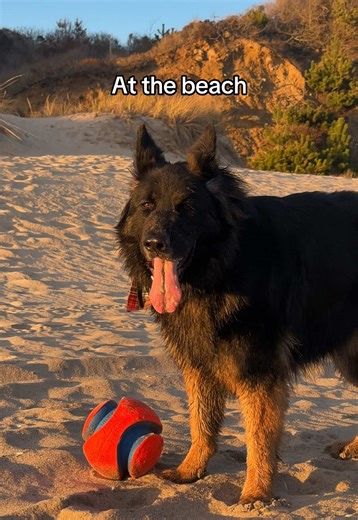 Hiro's Beach Adventure: A German Shepherd's Day Out