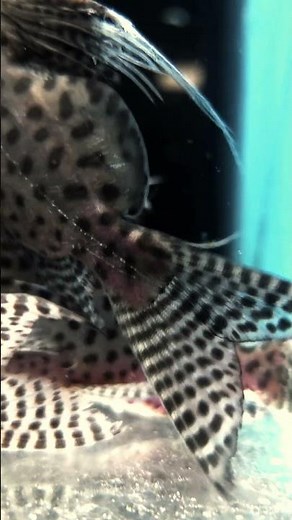 🌊 Featherfin Squeaker – The Elegant Catfish with Feathered Fins! | Liana Fish #shorts