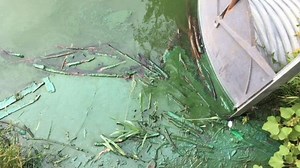 Des fermes américaines pourraient contaminer le Lac Winnipeg