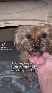 Saint Nick had a tough life handed to him. But just like we see all the time, dogs are so resilient. His surgery went well, and he is already up walking on three legs. Thanks to his amazing fosters and to the vet staff who all worked over the holiday, Saint Nick got to go to a foster home on Christmas Day. Spending the night like I’m sure he hasn’t in a long time or maybe ever: safe and loved. Merry Christmas, Saint Nick. #CFFsaintnick #caitiesfosterfam | Caitie’s Foster Fam Rescue
