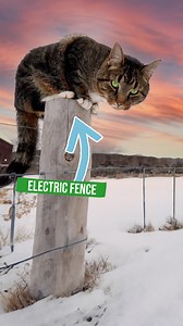 167K views · 1.8K reactions | The Electric Fence-Proof Barn Cat! ⚡ | Gold Shaw Farm | Facebook