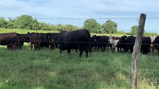 Playing the tuba for the cows, #tuba #funny #intrument #number1 #music #solo #video #silly #memes #Love #best #big #heavy #fat #yellow #comedy #like #cow
