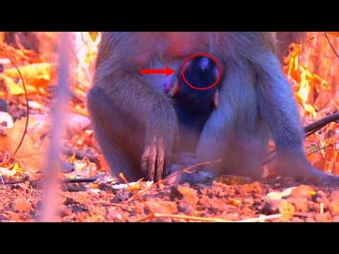 WOW, the newborn monkey is drunk on its mother's milk, sleeping soundly.