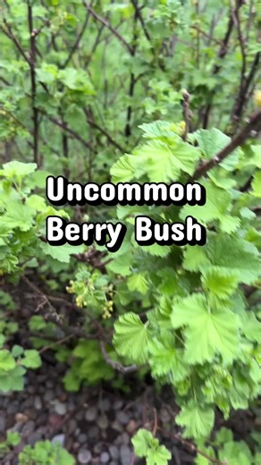 Have you heard of a red currant bush? This bush grows small, tart berries clustered together on a single stem. #redcurrant #redcurrantbush #berrybushes
