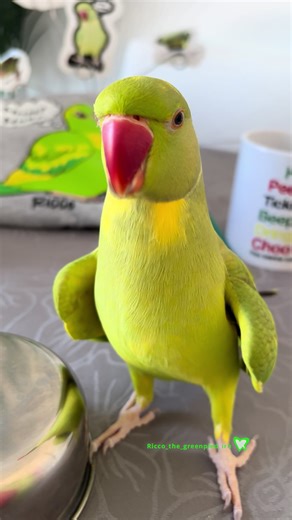 Only 1 day left 😁 We got some gift merchandise for Valentine’s Day and Ricco’s birthday, we love them all. Thank you Dashery. If you’d like some of Ricco’s merchandise and downloadable ringtones, the entire store is on Sale until February 1st, so don’t miss out. ➡️ LINK IN MY BIO ———-SHIPS WORLDWIDE—- #fyp #bird #reels #explore #gifts