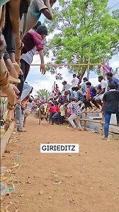 Guess 👻❤️‍🔥#bull #shorts #jallikattu #eruthukattu #trendingshorts #viralshort #subscribemychannel