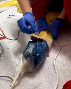 I had to rush my snake to the vet 😳🐍 | FOODbible