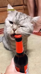 250K views · 8.4K reactions | funny cats #catsoftiktok #cats #funnycats #crazycat | ZoomieFun | Facebook