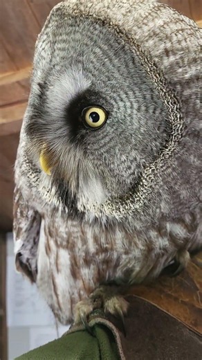 GREAT GREY OWL CLOSE-UP!