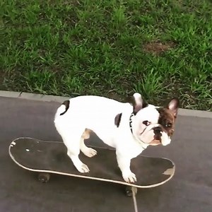 French bulldog skateboarding. Instagram: @ivanmilord | BuzzSharer French Bulldogs