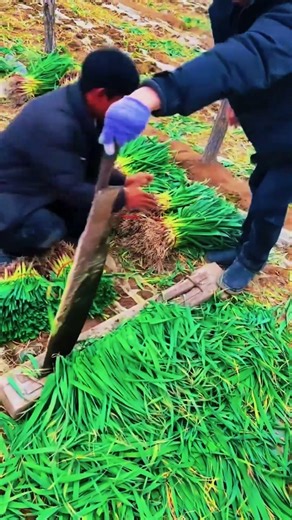 One press vegetable cutter for fast and uniform slicing