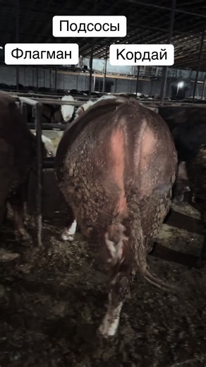 #откормбыков #откорм #кордай #флагман