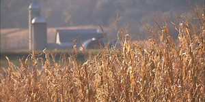 USDA declares 55 Nebraska counties as natural disaster areas due to drought