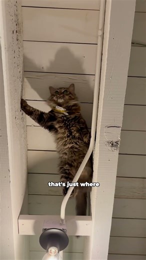 Jungle Jim Lives in Our Ceiling