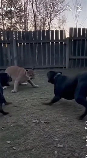 Mountain Lion Confronts Two Rottweilers in Tense Standoff Caught in Suburban Backyard Loveland, Colorado – November 22, 2025 A security camera captured a heart-pounding encounter when a young mountain lion vaulted into a suburban backyard and immediately found itself nose-to-nose with two protective Rottweilers. The footage opens with the big cat standing rigid in the center of the lawn, body low, tail flicking in agitation as it sizes up the two dogs closing in from opposite sides. The Rottweil