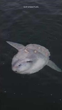 The “Dumbest” Fish in the Ocean? The Truth About Mola Mola