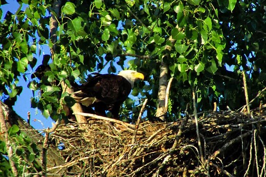 Bald Eagle Population Estimates (For 49 U.S. States) - Wildlife Informer