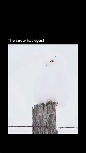 the eye #memes #yt