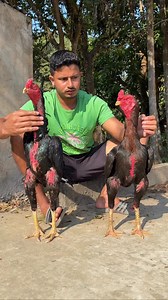 102K views · 4.7K reactions | Shahin_Sha VS Cross_Fire | Java Aseel | Facebook