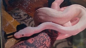 Warning as 7ft snake on the loose after owner lost him while on a WALK