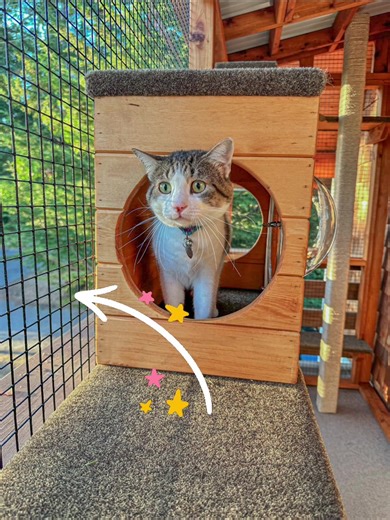 26 reactions | Link to 1in by 1in Heavy Duty Mesh: https://amzn.to/3EilnGh | The Catio Company | Facebook