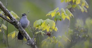 How to Record Great Audio of Birds and Their Environments